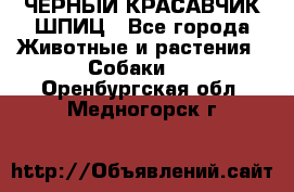 ЧЕРНЫЙ КРАСАВЧИК ШПИЦ - Все города Животные и растения » Собаки   . Оренбургская обл.,Медногорск г.